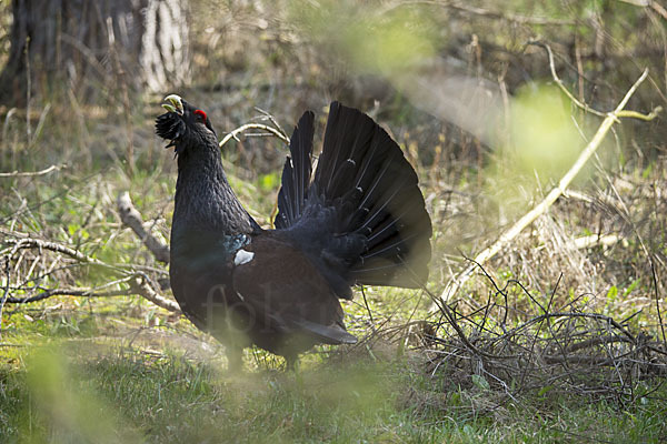 Auerhuhn (Tetrao urogallus)