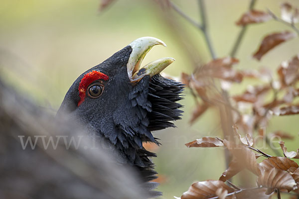 Auerhuhn (Tetrao urogallus)