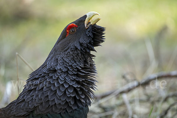 Auerhuhn (Tetrao urogallus)