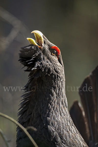 Auerhuhn (Tetrao urogallus)