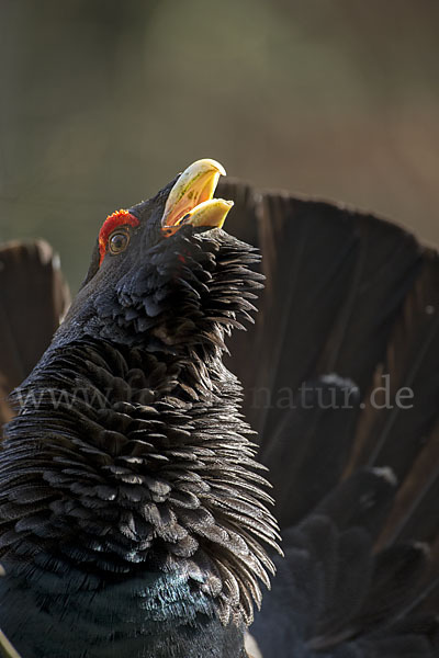 Auerhuhn (Tetrao urogallus)