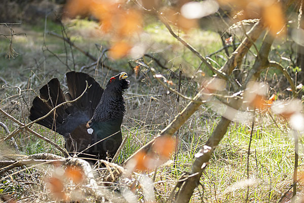 Auerhuhn (Tetrao urogallus)