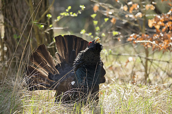 Auerhuhn (Tetrao urogallus)