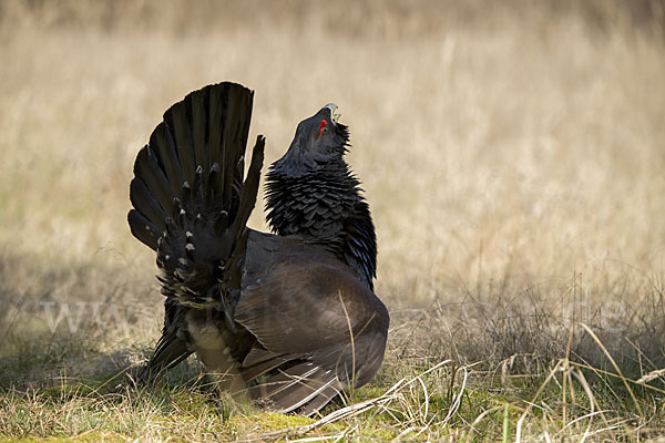 Auerhuhn (Tetrao urogallus)