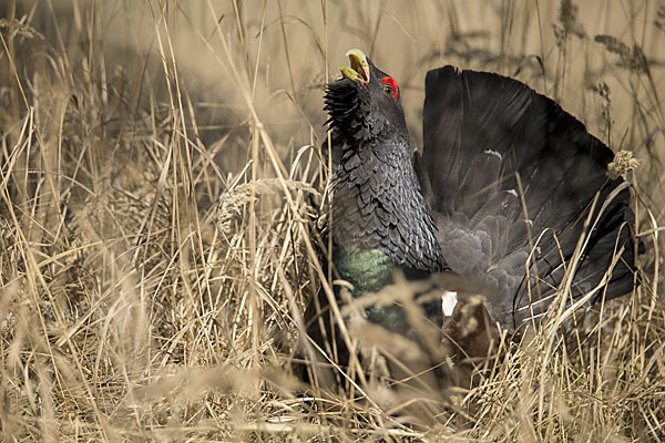 Auerhuhn (Tetrao urogallus)