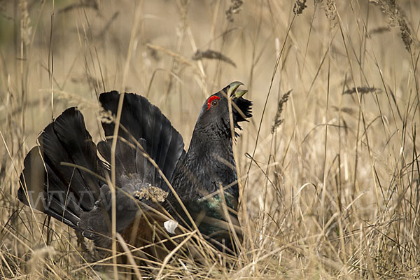 Auerhuhn (Tetrao urogallus)