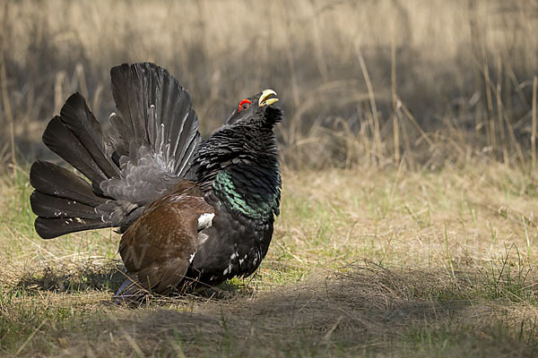 Auerhuhn (Tetrao urogallus)