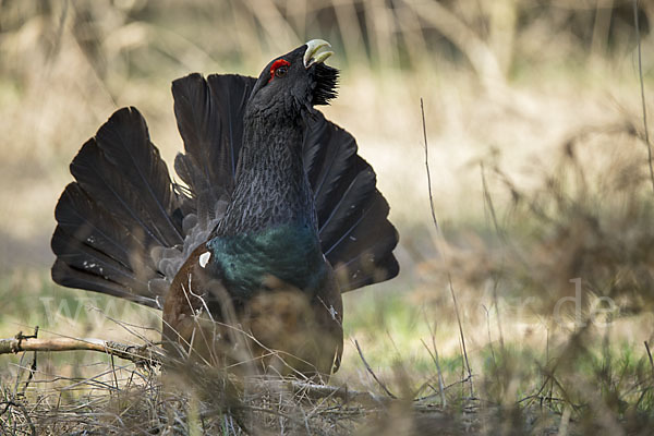 Auerhuhn (Tetrao urogallus)