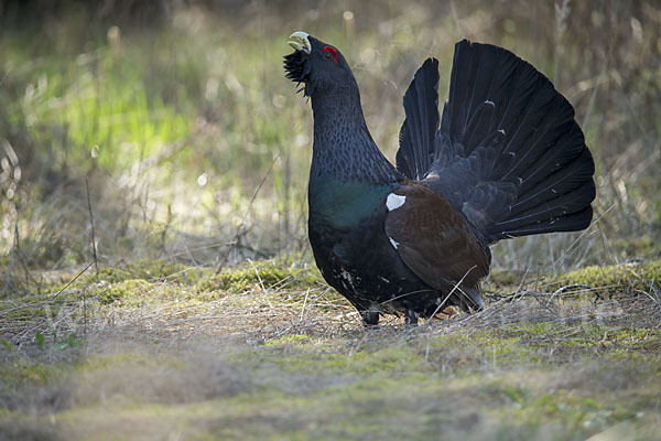 Auerhuhn (Tetrao urogallus)