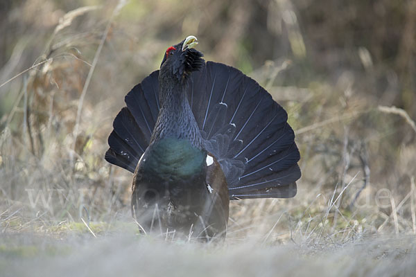 Auerhuhn (Tetrao urogallus)