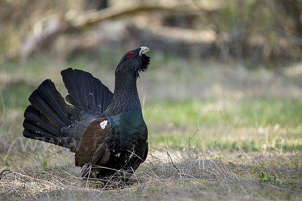 Auerhuhn (Tetrao urogallus)