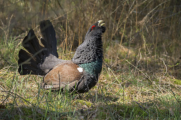 Auerhuhn (Tetrao urogallus)