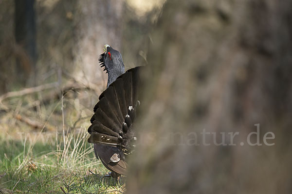 Auerhuhn (Tetrao urogallus)