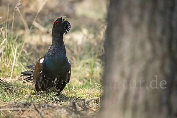 Auerhuhn (Tetrao urogallus)