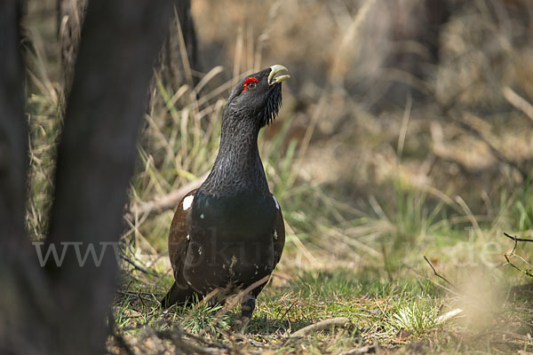 Auerhuhn (Tetrao urogallus)