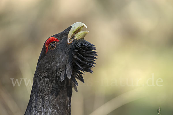 Auerhuhn (Tetrao urogallus)