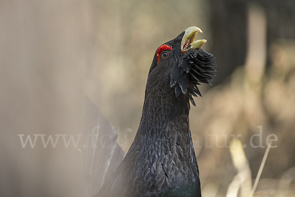 Auerhuhn (Tetrao urogallus)