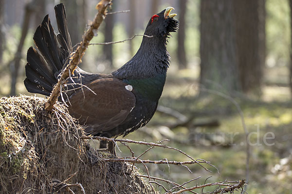 Auerhuhn (Tetrao urogallus)