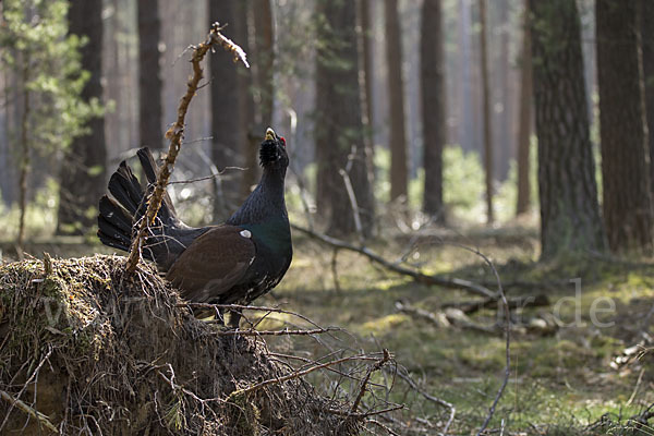 Auerhuhn (Tetrao urogallus)