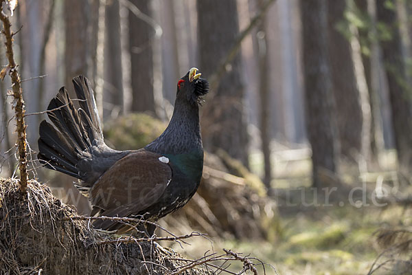 Auerhuhn (Tetrao urogallus)