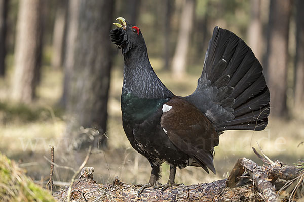 Auerhuhn (Tetrao urogallus)