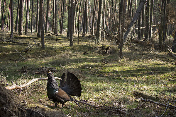 Auerhuhn (Tetrao urogallus)