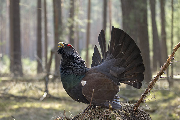 Auerhuhn (Tetrao urogallus)