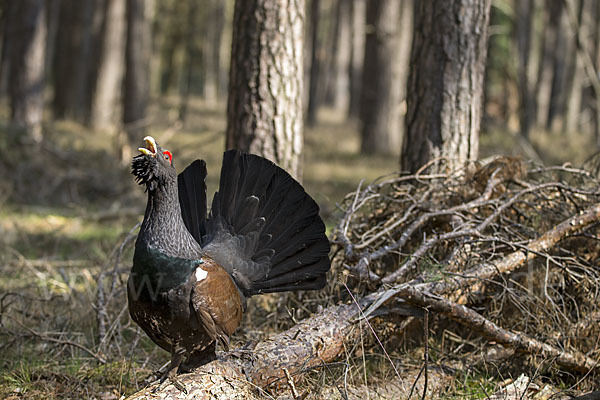 Auerhuhn (Tetrao urogallus)