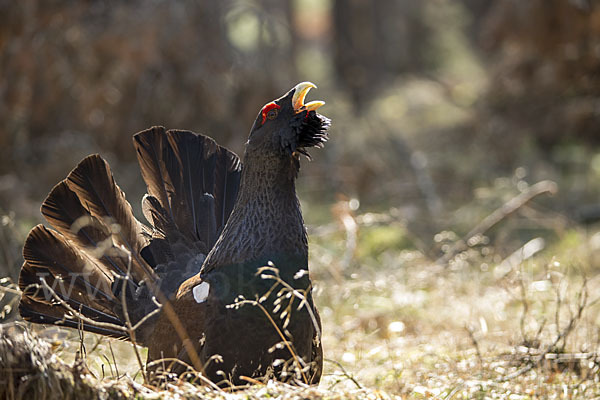 Auerhuhn (Tetrao urogallus)