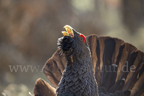 Auerhuhn (Tetrao urogallus)