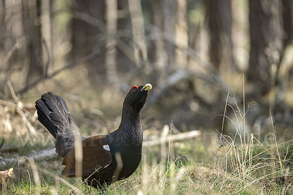 Auerhuhn (Tetrao urogallus)