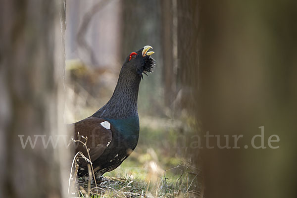 Auerhuhn (Tetrao urogallus)