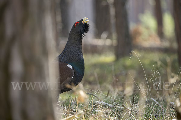 Auerhuhn (Tetrao urogallus)