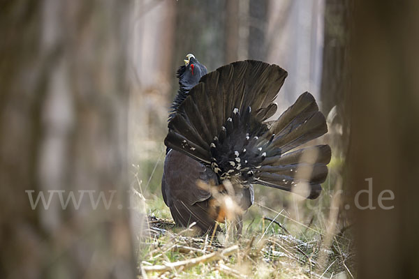 Auerhuhn (Tetrao urogallus)