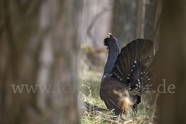 Auerhuhn (Tetrao urogallus)