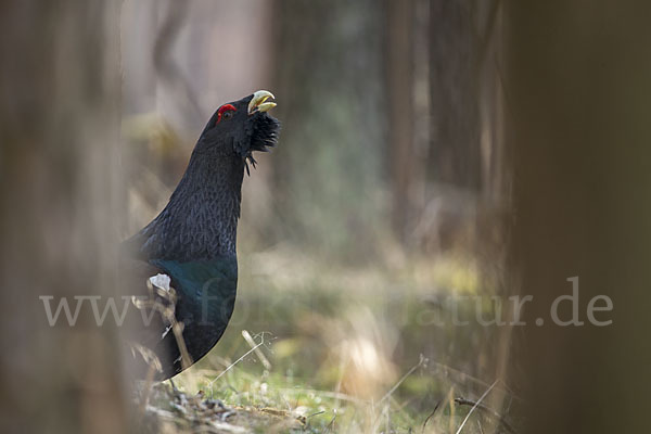 Auerhuhn (Tetrao urogallus)