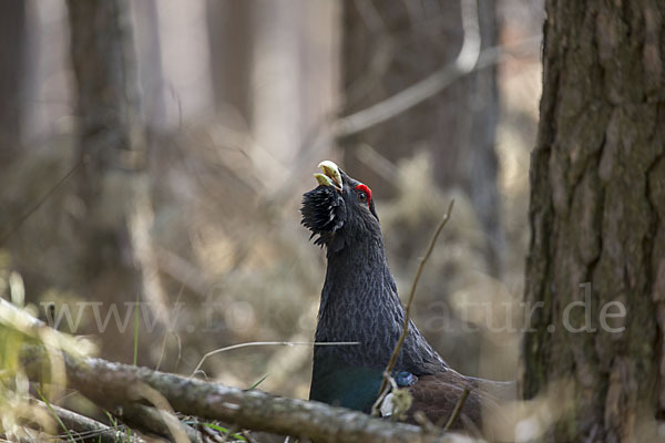 Auerhuhn (Tetrao urogallus)