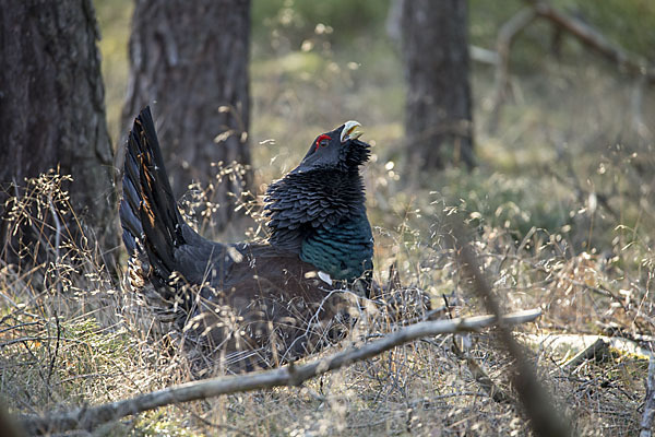 Auerhuhn (Tetrao urogallus)