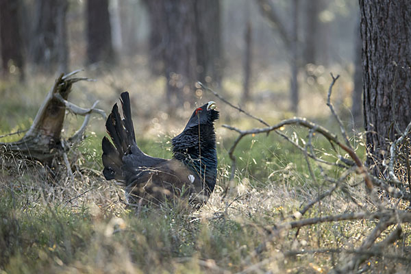 Auerhuhn (Tetrao urogallus)