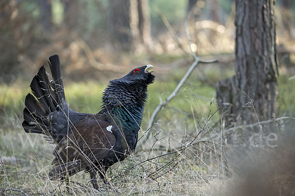 Auerhuhn (Tetrao urogallus)