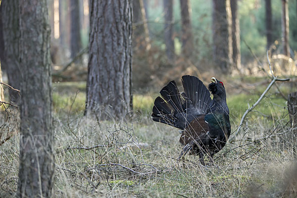 Auerhuhn (Tetrao urogallus)