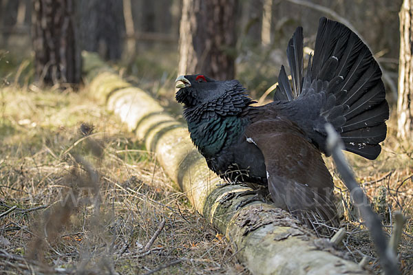 Auerhuhn (Tetrao urogallus)