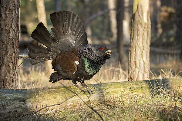 Auerhuhn (Tetrao urogallus)