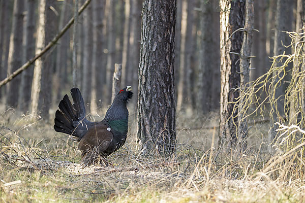 Auerhuhn (Tetrao urogallus)