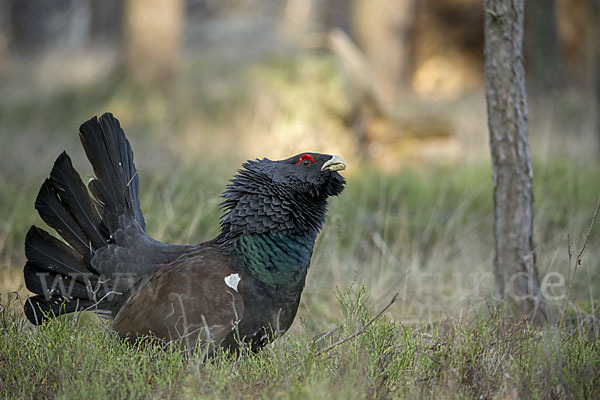 Auerhuhn (Tetrao urogallus)