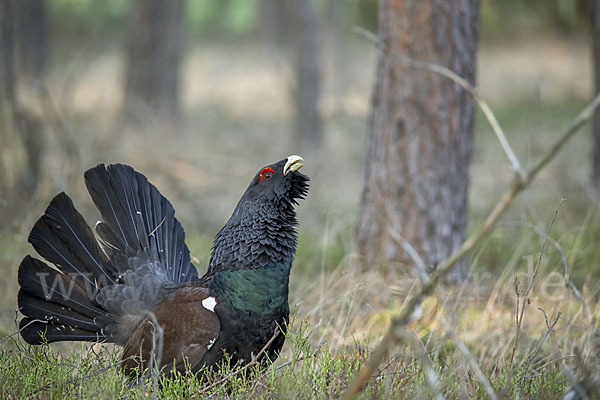 Auerhuhn (Tetrao urogallus)