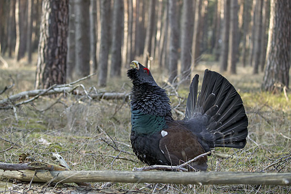 Auerhuhn (Tetrao urogallus)