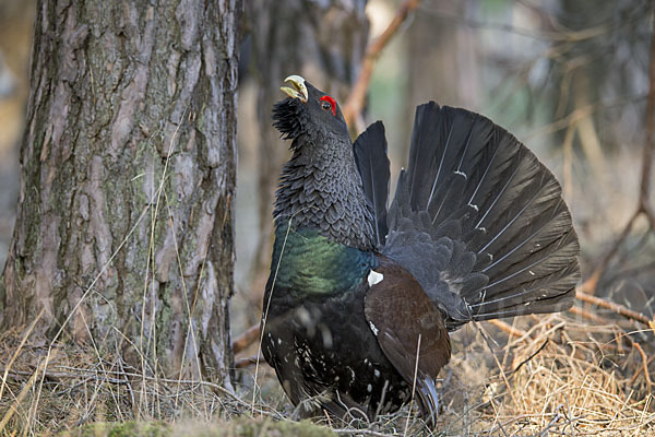 Auerhuhn (Tetrao urogallus)