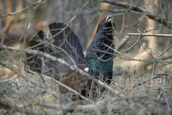 Auerhuhn (Tetrao urogallus)