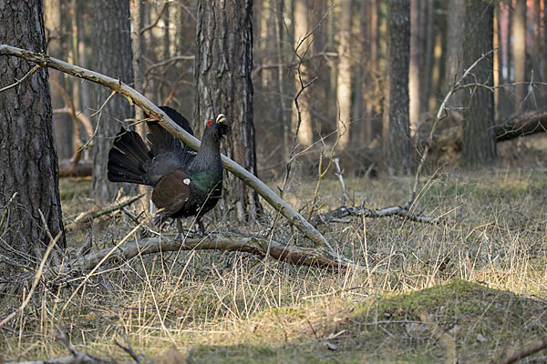 Auerhuhn (Tetrao urogallus)